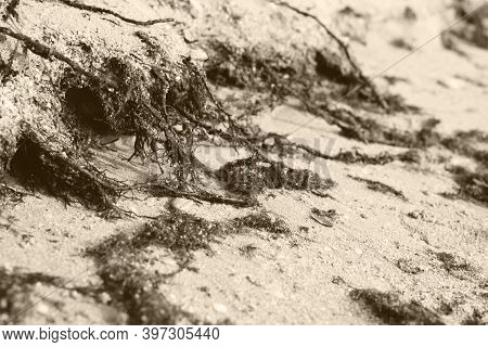 Fragments Of Seaweed Plants On Sand Of The Beach.