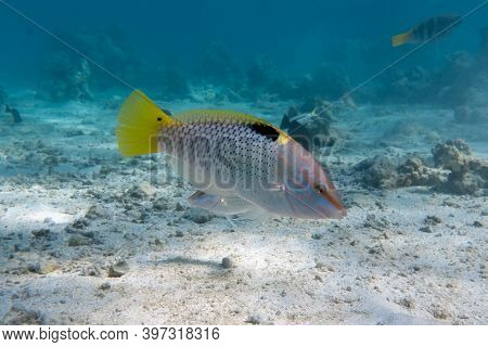 Checkerboard Wrasse (halichoeres Hortulanus) In Red Sea. Bright Tropical Fish In The Ocean, Clear Tu