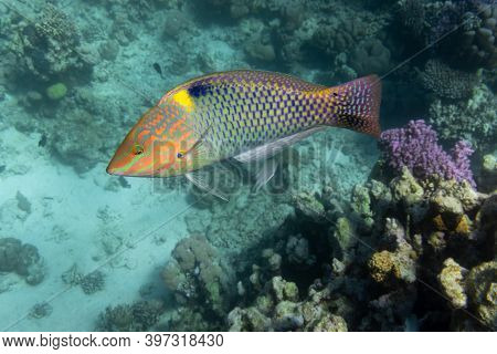 Checkerboard Wrasse (halichoeres Hortulanus) In Red Sea. Bright Tropical Fish In The Ocean, Clear Tu