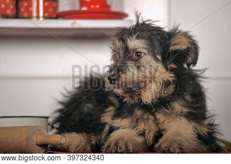 Cute Black And Brown Dog Mongrel Mestizo Terrier