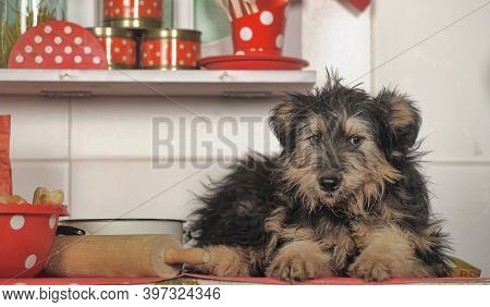 Cute Black And Brown Dog Mongrel Mestizo Terrier