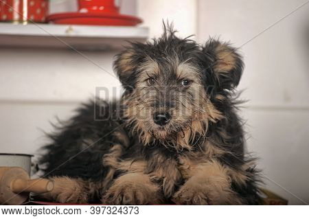 Cute Black And Brown Dog Mongrel Mestizo Terrier