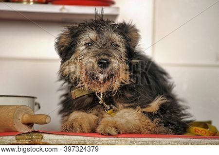 Cute Black And Brown Dog Mongrel Mestizo Terrier