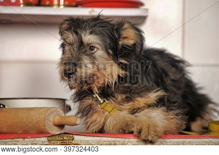 Cute Black And Brown Dog Mongrel Mestizo Terrier