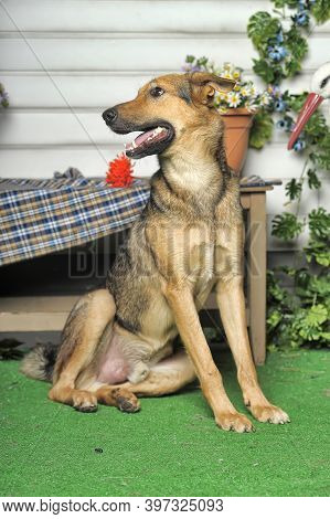 Outbred Happy Brown Dog On Green Grass
