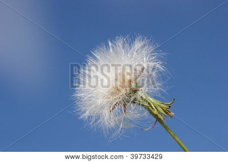 하늘 배경에 민들레 클로즈업입니다.