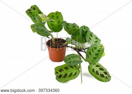 Exotic Houseplant With Botanic Name 'maranta Leuconeura Kerchoveana'  In Flower Pot Isolated On Whit