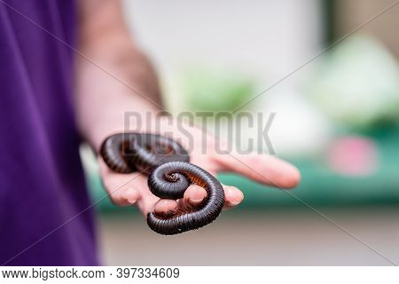 Giant African Millipede, Archispirostreptus Gigas On Hand