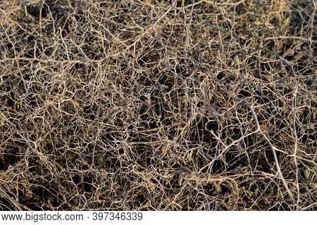 Closeup Leafless Barren Thorny Bush With Tangled Branches, Dry Dead Plant With Thorns On Branches In