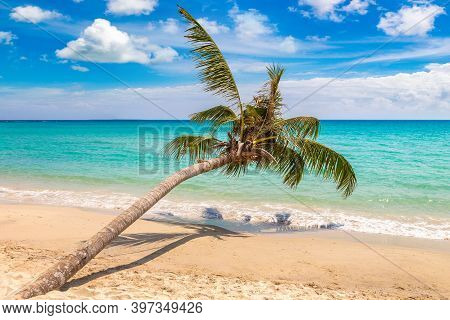 Single Palm Tree Hanging Over Tropical Beach In A Sunny Day