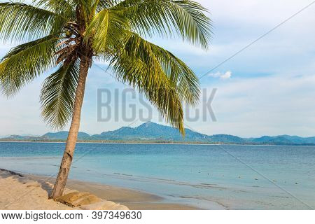 Single Small Palm Tree Hanging Over Tropical Beach With White Sand