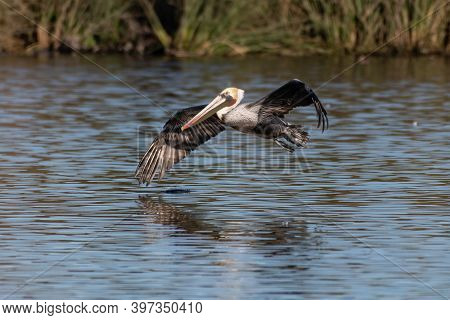 California Brown Pelican Using Instinct And Survival Habits Around The Ocean Lagoon While Flying Ove