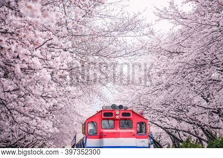 Busan Train Between Raw Of Cherry Blossom In Jinhae, Jinhae Gunhangje Festival In Korea, Gyeonghwa R
