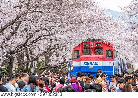 1 April 2018 : Many Tourist Came To Jinhae, South Korea, To See Beautiful Blooming Cherry Blossom Du