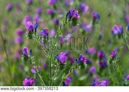 Flora At The Alcoa Wellard Wetlands In Perth Wa