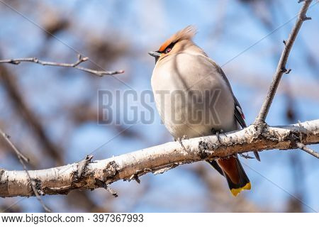 Bohemian Waxwing Sitting On The Branch In Winter Or Early Spring Day. The Waxwing, A Beautiful Tufte
