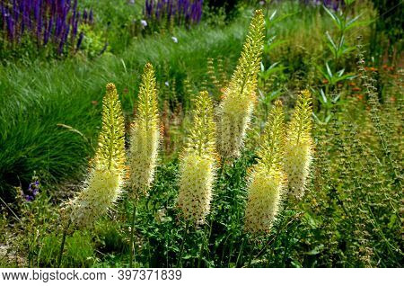 Prairie Eremurus Stenophyllus Salvia Nemorosa Tuberous Yellow Flowers With Oblong Flowers Combined W