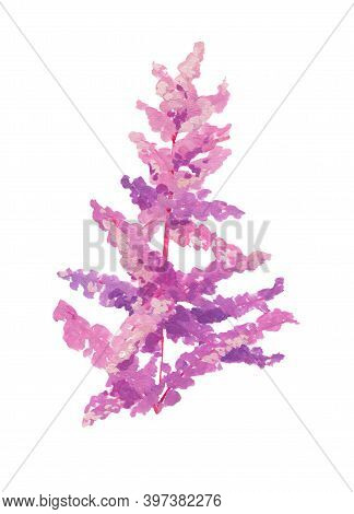 Pink Astilba. Hand Drawn Acrylic Or Gouache Illustration On White Background