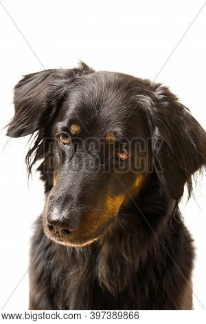 Hovawart Dog Portrait. Close-up Shoot Of A Black Hovawart Dog, Isolated