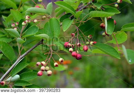 Amelanchier Lamarckii Fruit Of The Toadstool And Fresh Leaves