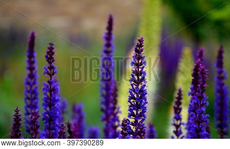 Prairie Eremurus Stenophyllus Salvia Nemorosa Tuberous Yellow Flowers With Oblong Flowers Combined W