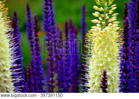 Prairie Eremurus Stenophyllus Salvia Nemorosa Tuberous Yellow Flowers With Oblong Flowers Combined W