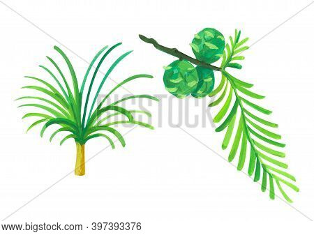 Sciadopitis And Taxodium. Hand Drawn Acrylic Or Gouache Illustration On White