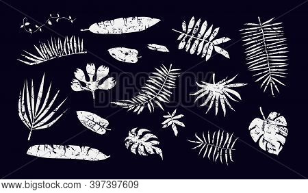 Stock Vector Set Of Tropical Plant Leaf Silhouettes With Vintage Texture. White Print On Black Backd