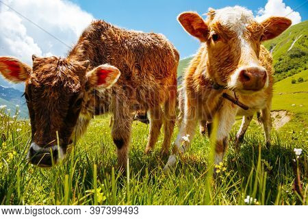 Cows grazing on an alpine meadow on a sunny day. Funny cows looking at the camera. Process of production of organic products. Location place Svaneti, Georgia, Europe. Discover the beauty of earth.