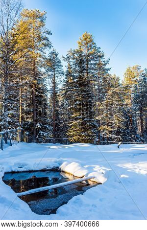 The northernmost zoo in the world. lapland. Sunny frosty and snowy winter day. Snowy coniferous forest. The concept of active, winter, environmental and photo tourism