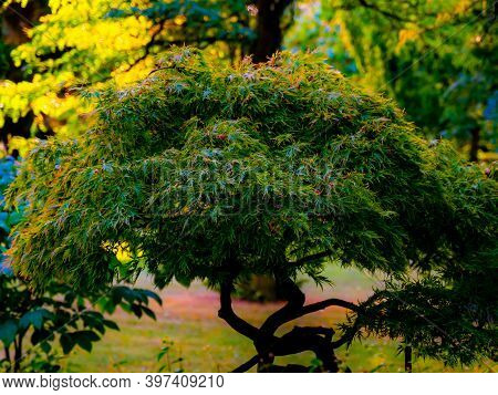 Green Japanese Maple Tree In A Large Bonsai Form Growing In A Lush Green Park.