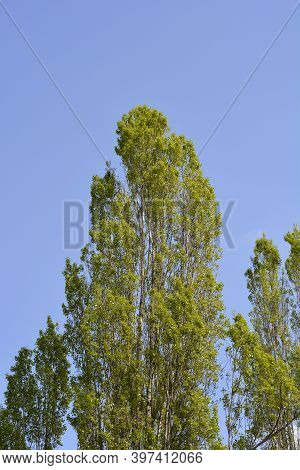 Lombardy Poplar Treetop Against Blue Sky - Latin Name - Populus Nigraa  Var. Italica