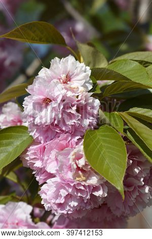Japanese Flowering Cherry Kanzan - Latin Name - Prunus Serrulata Kanzan
