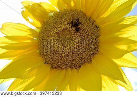 Wild Bee On Flower With Nectar Blooming In Field Countryside. Countryside Consisting Of Bee, Wild Br