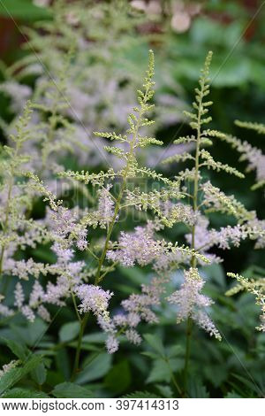 Chinese Astilbe Pink Flower - Latin Name - Astilbe Chinensis (astilbe Rubra)