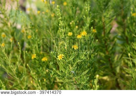 Sticky Aster Yellow Flowers - Latin Name - Dittrichia Viscosa