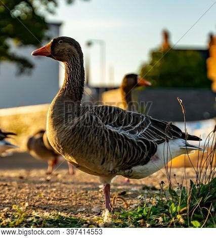 Domestic Greylag Goose Resting On One Leg By The Pond.