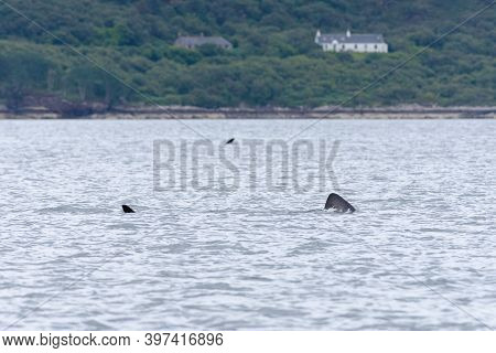 The Tail And Dorsal Fins Of Two Large Basking Sharks Swim In Alternate Directions As Their Paths Cro