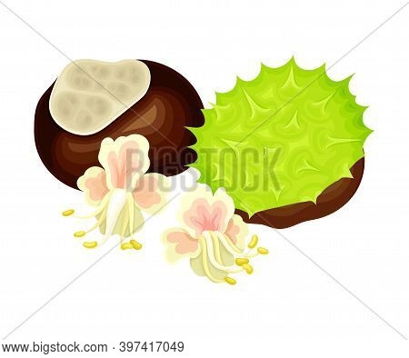 Conker Brown Seed Or Nut In Cracked Spiky Shell With Pinky Flowers Rested Nearby Vector Illustration
