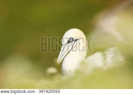 Portrait Of Nothern Gannet Sitting On The Nest With Beautiful Green Plant Bakground, Helgoland, Germ