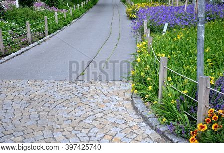 Flower Annual Flowerbed By The Sidewalk Formed By Diagonal Stripes Red-white Flowering Planting Of F