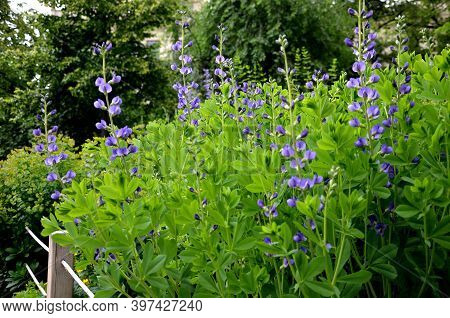 Baptisia Australis Perennial Herb Prefers Rich Soil That Retains Moisture And Habitat In The Sun Or 