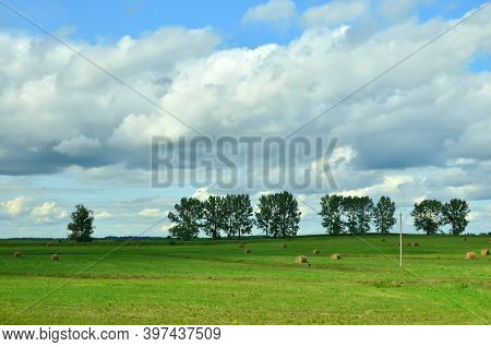 Hay In Rolls On The Field Is Stored In The Open. Harvesting Dry Grass For Agriculture Or Farmer. Eco