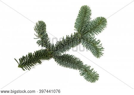 Evergreen christmas noble fir pine tree branch on white background