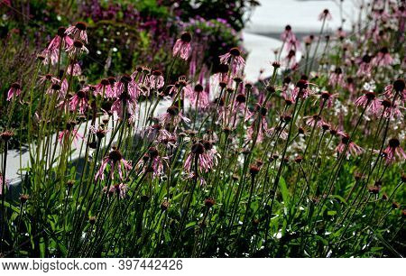 Prairie Perennial Flowerbed With A Different Set Of Flowers Of A Flowerbed Of A Larger Plant Just Fl