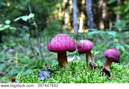 Many Dangerous Inedible Mushrooms Grow On A Tree Stump In A Forest. Poisonous Mushrooms, Hazardous T