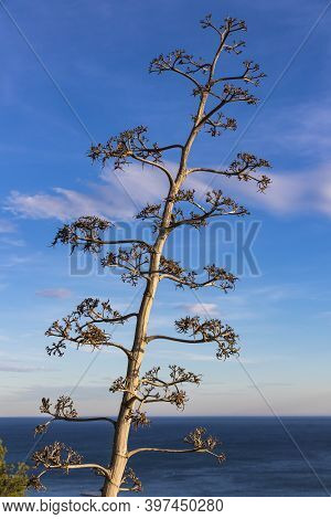 Flowering Agave Americana Plant (also Known As Century Plant Or Sentry Plant Or Maguey Or American A