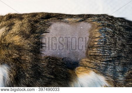 Cat Prepared For Flank Spay Surgery C C