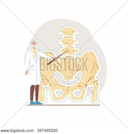 Pelvis Images Illustrations Vectors Free Bigstock