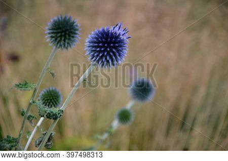Echinops Ritro Is A Tall Bushy Perennial Whitethorn Grows To A Height Of About 80 Cm. Gray-green Pri